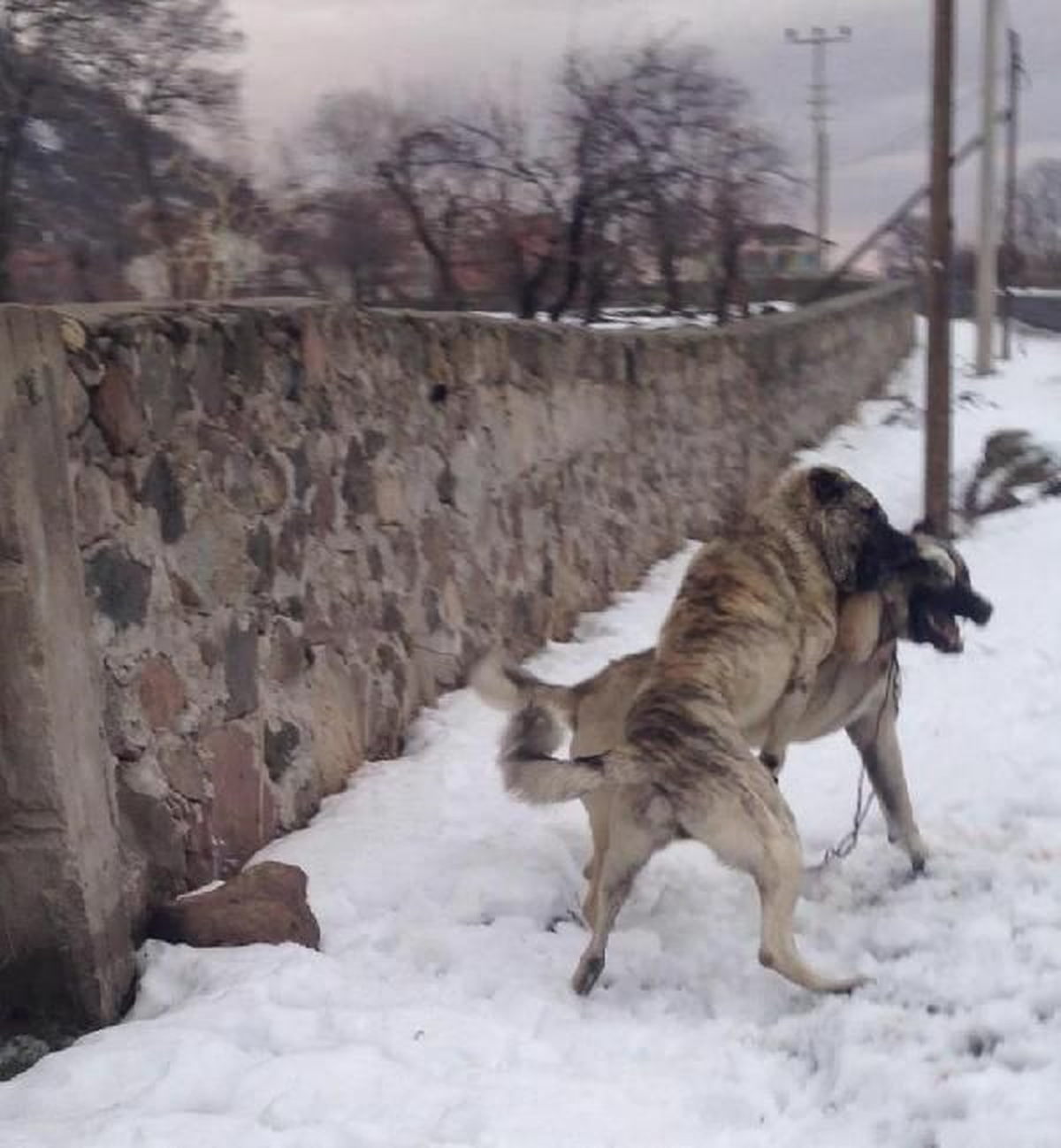 Köylüler Köpek Dövüştürdü