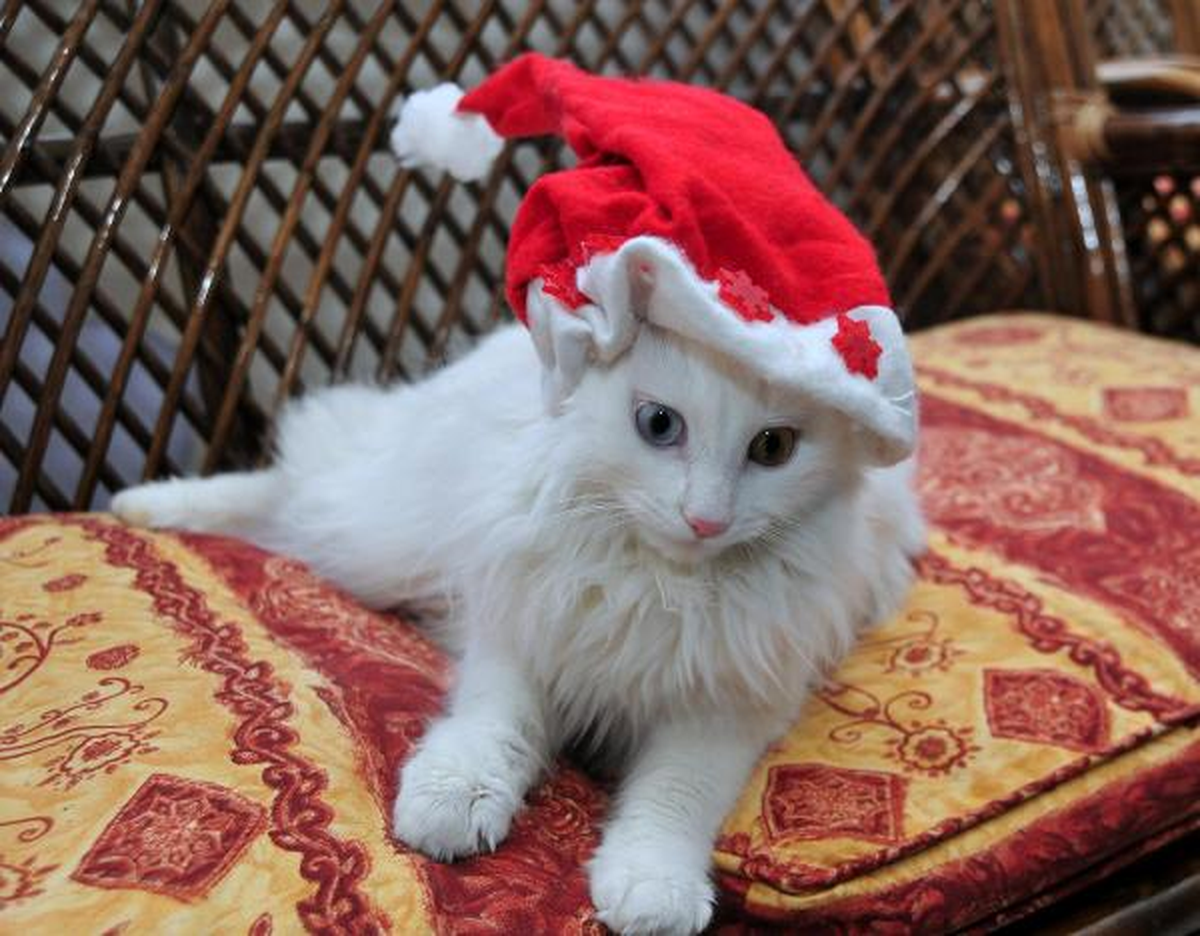 Van Kedilerine Noel Baba Şapkası