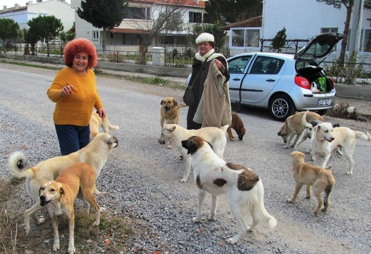 Yazlıkçıların Terk Ettiği Köpeklere Sahip Çıkıyor