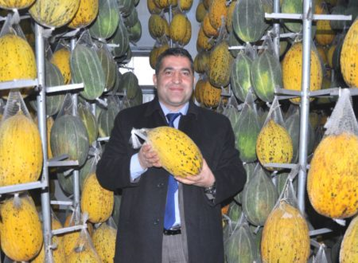 Kırkağaç Kavununa Yılbaşında Büyük İlgi