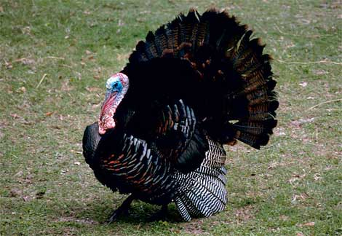 Çarşamba\'da Sahte Parayla Hindi Alan 2 Kişi Yakalandı