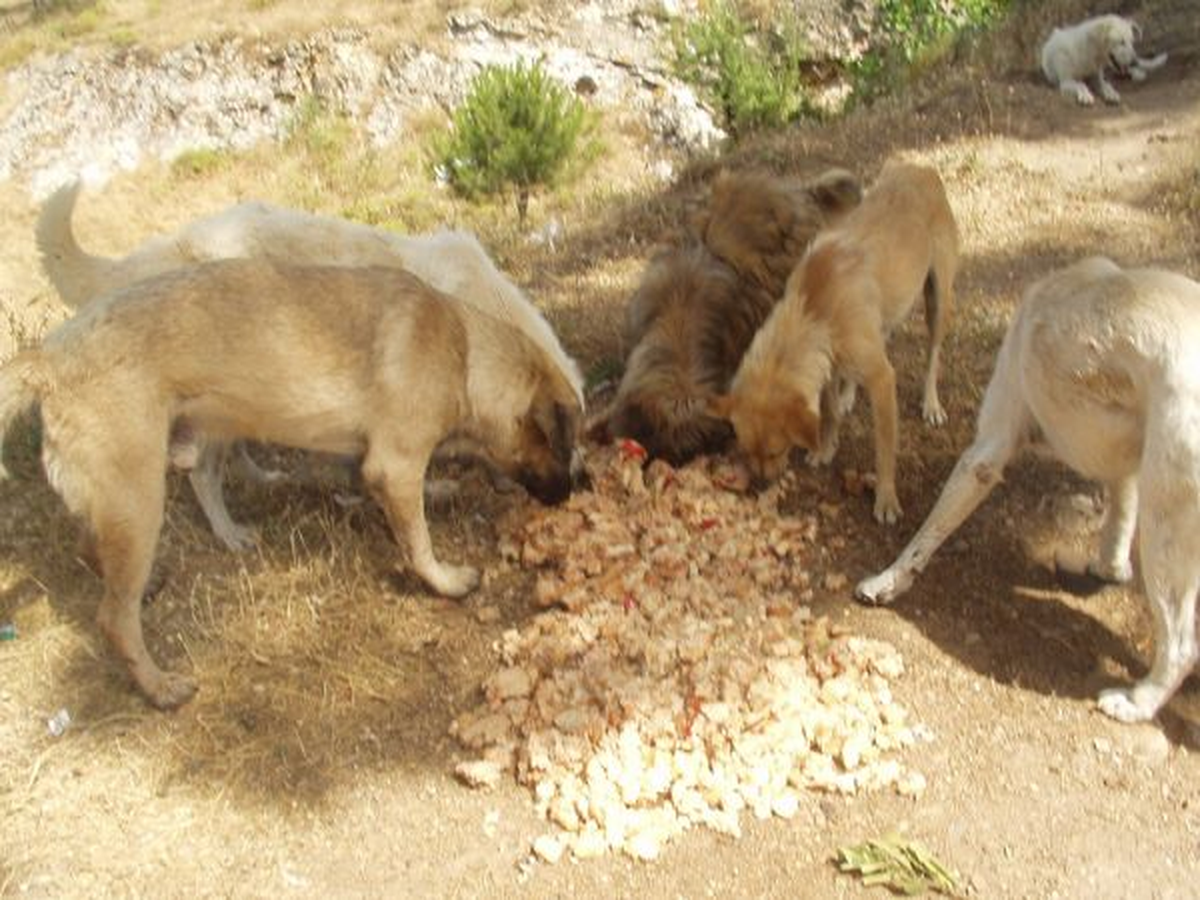 Yılbaşı Sofralarında Kalan Yemekler Sokak Köpeklerini Doyurdu