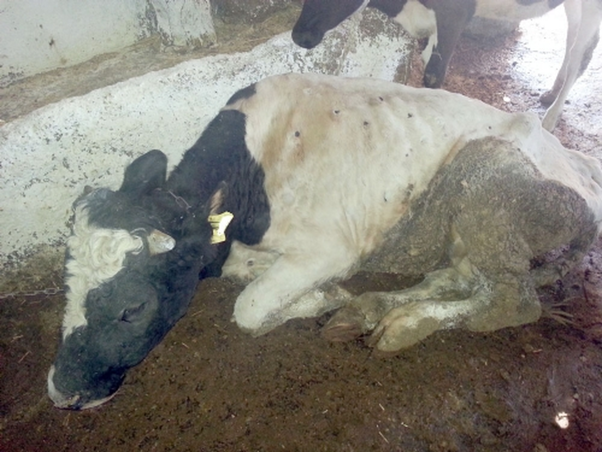 Büyükbaş Hayvanlar Ateşli Deri Hastalığı Görülmesi