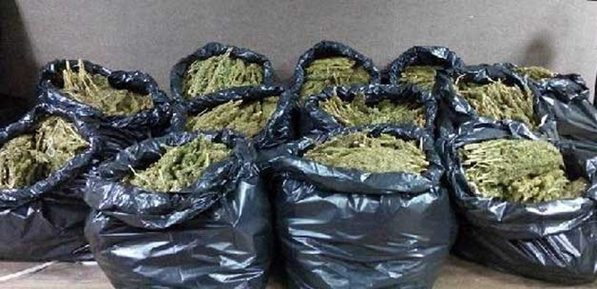 Ergani\'de Geçen Yıl 14 Bin 160 Kilogram Esrar Ele Geçirildi