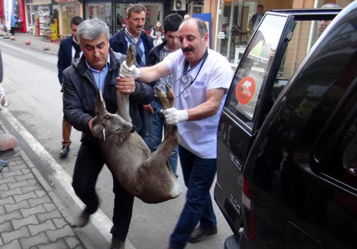 Köpeklerden Kaçan Karaca, Tellere Takılarak Yaralandı