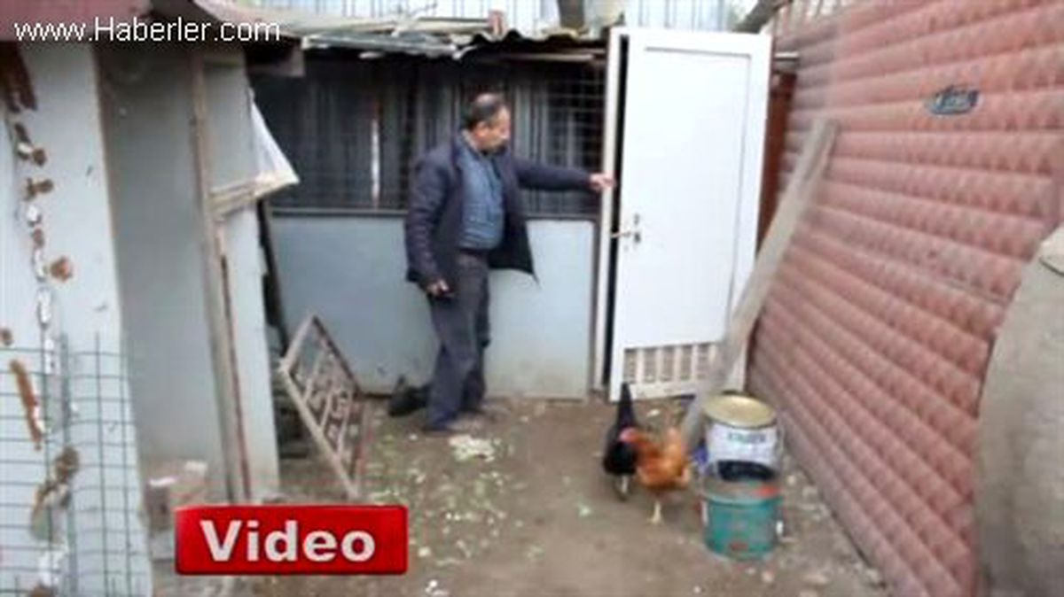 Kümeste Hırsız Nöbeti