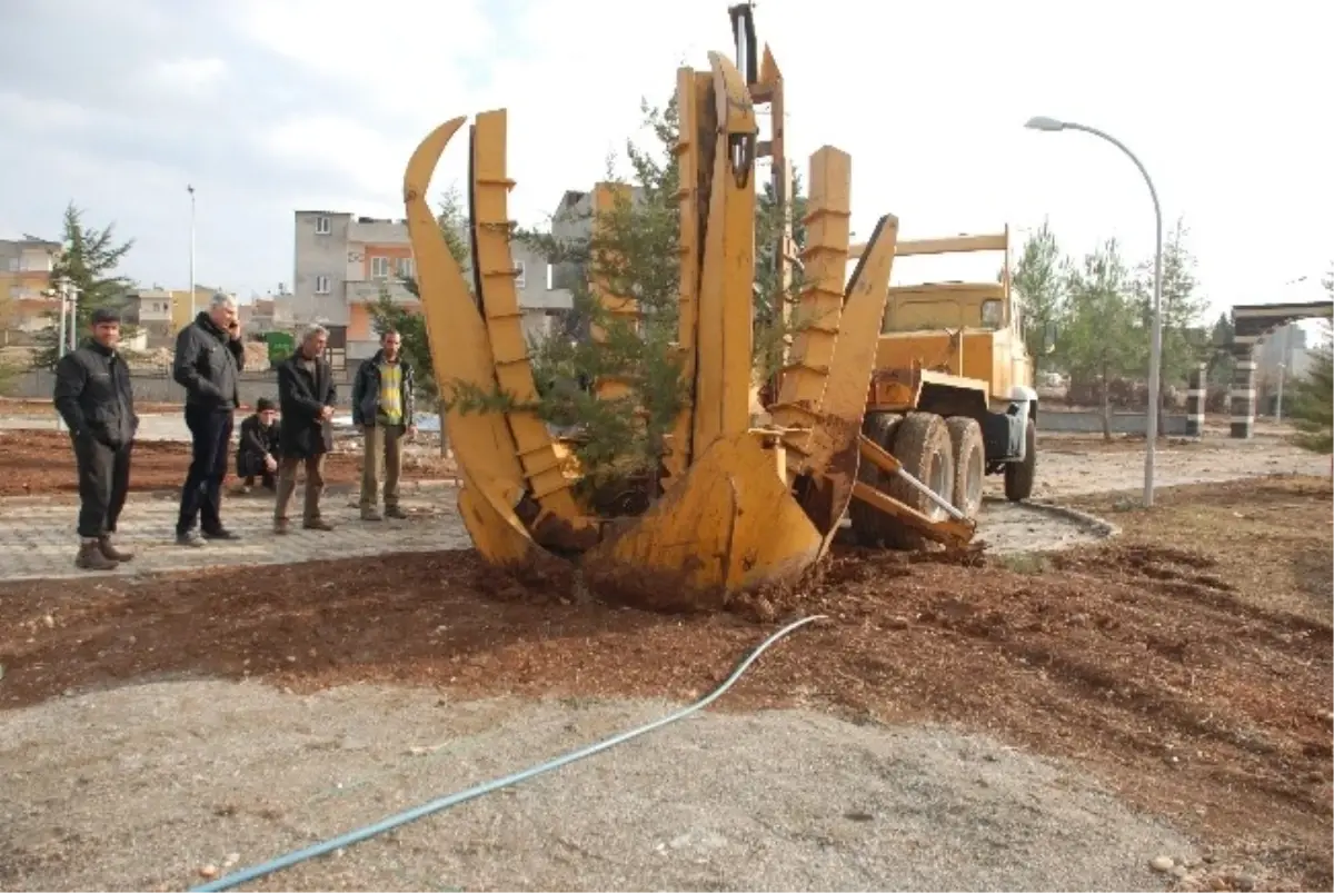 Kesilecek Ağaçları Belediye Kurtardı