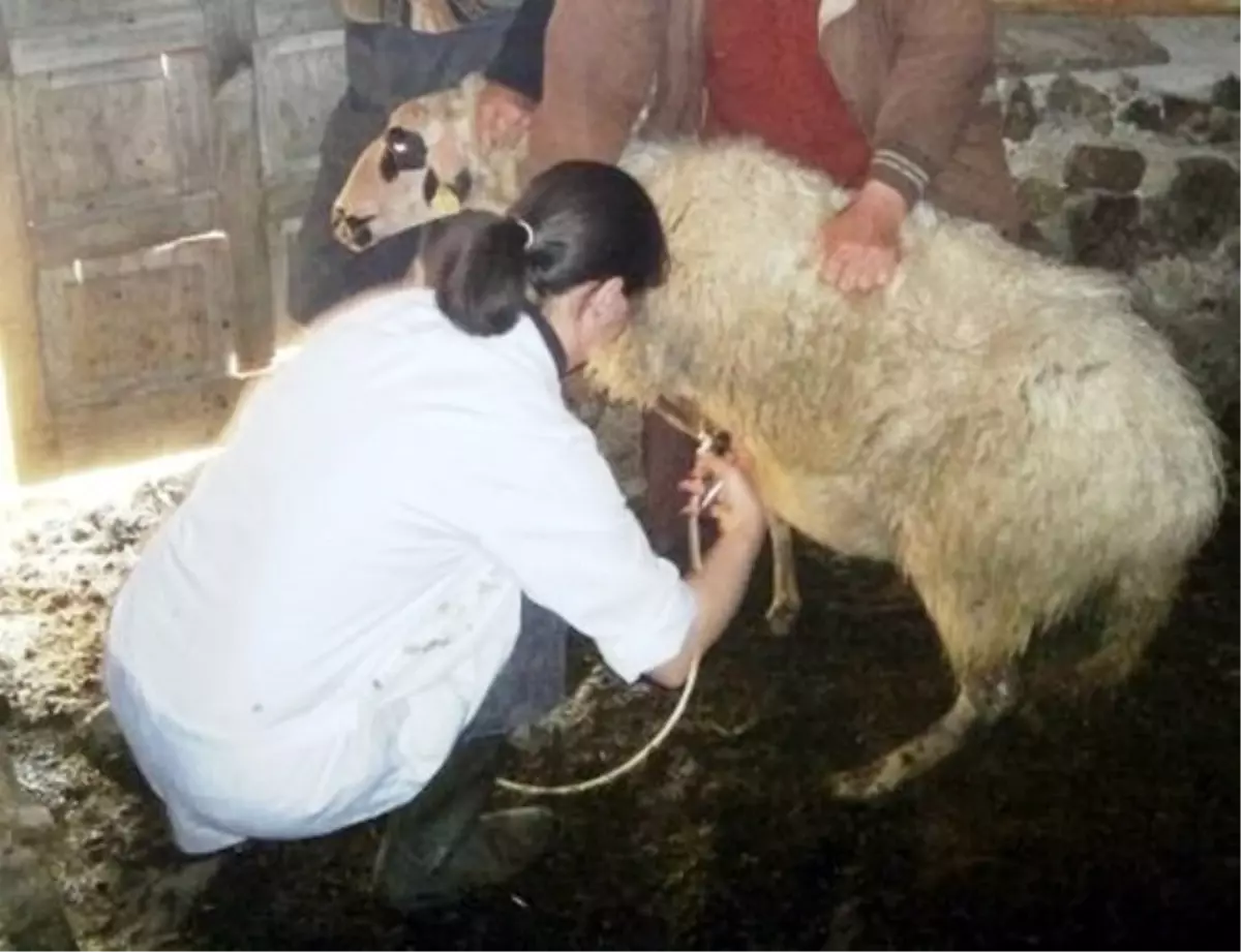 Erenköy Keçi Çiceği Hastalığı Nedeniyle Karantinaya Alındı