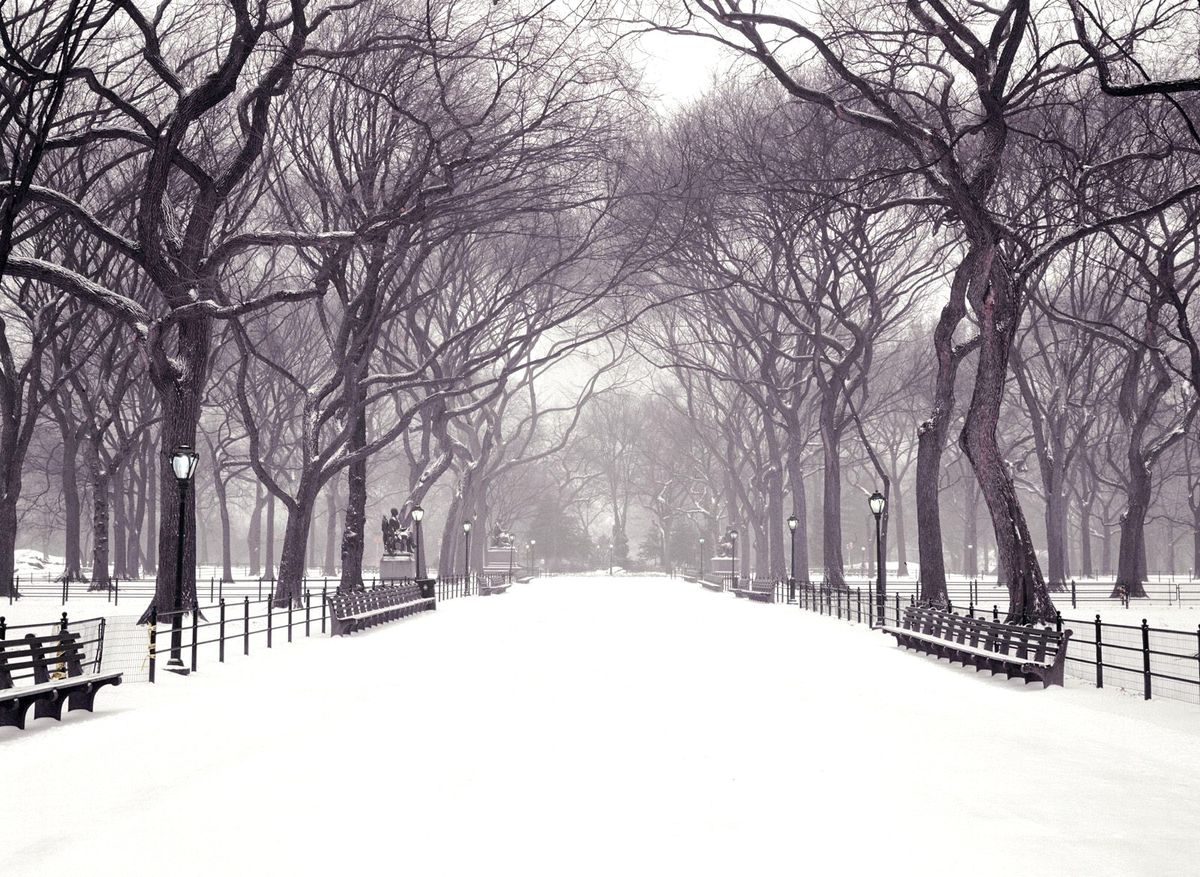 New York Central Park'ta Kar Keyfi