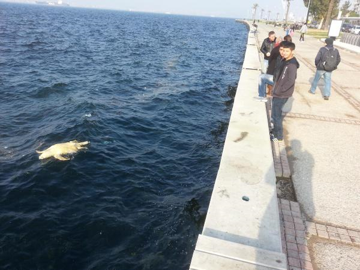 Ölü Caretta Caretta Kıyıya Vurdu