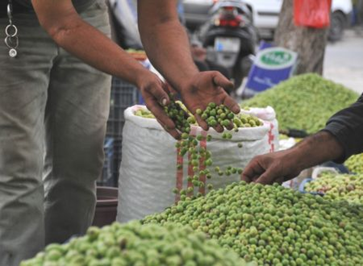 Şarköy\'de Zeytin Alımı Sona Erdi