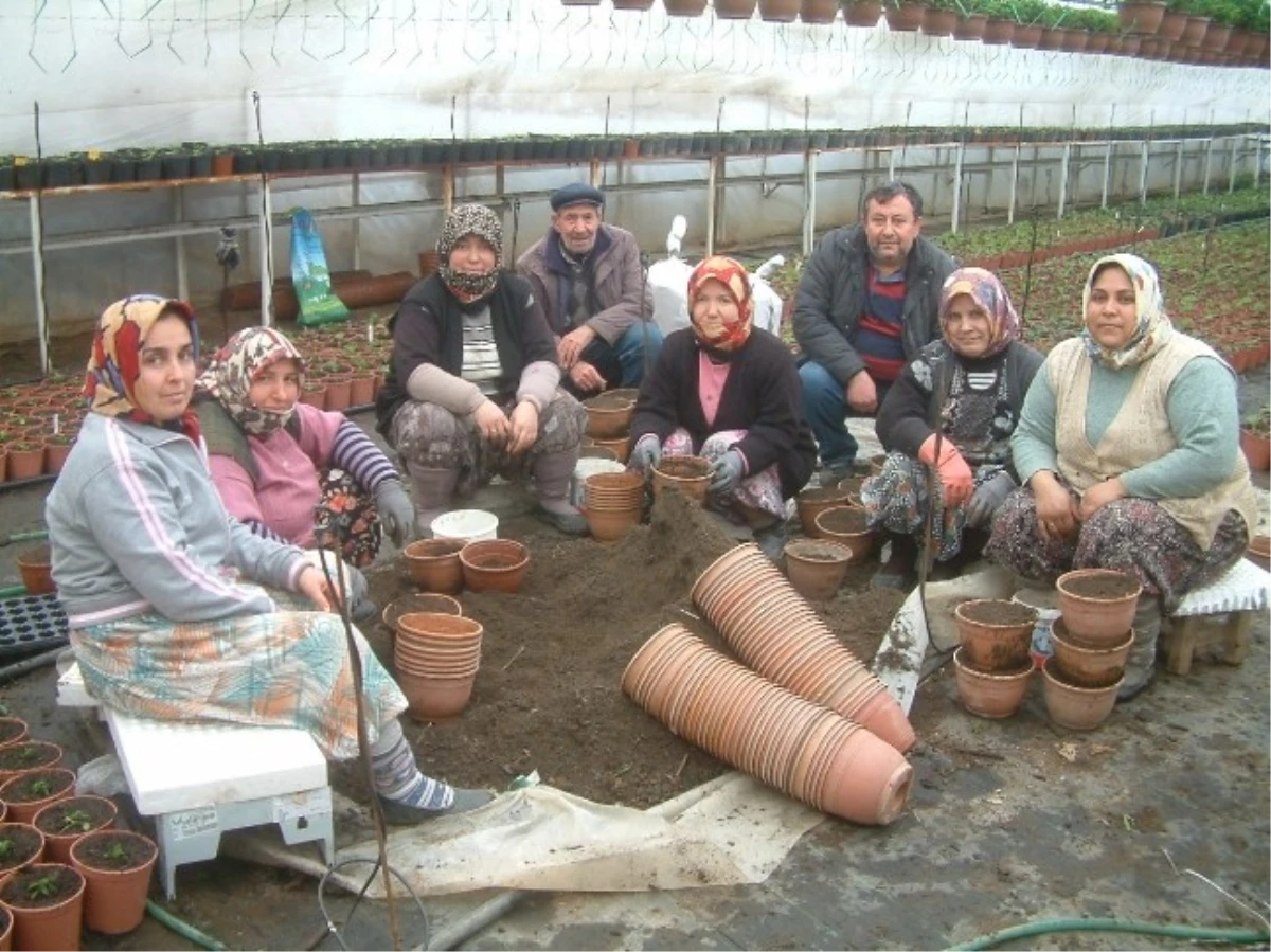 Burhaniye\'nin Çiçeklerini Kadınlar Üretiyor