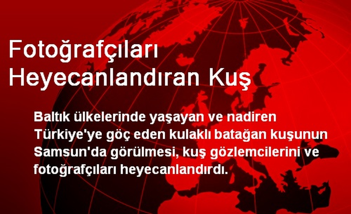 Fotoğrafçıları Heyecanlandıran Kuş