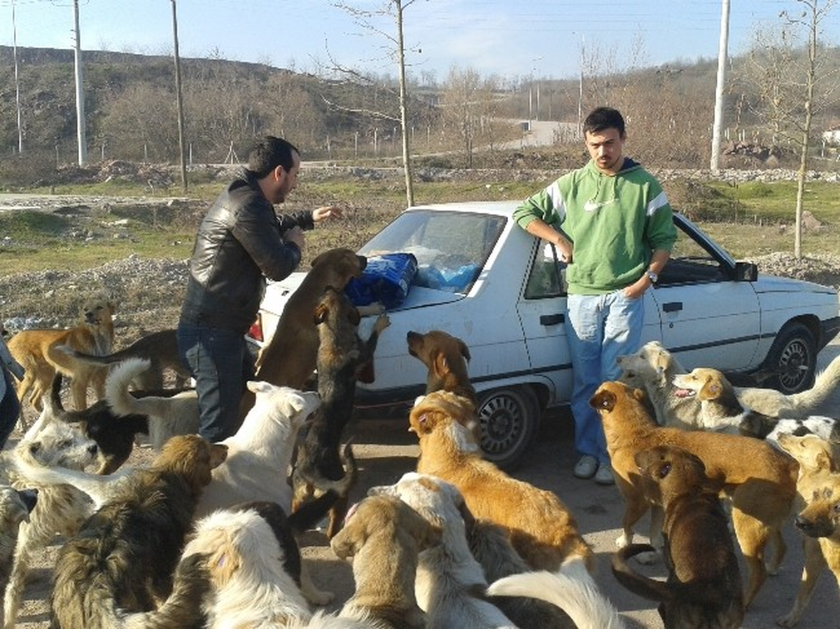 Saü Haysev Üyeleri Sokak Hayvanlarını Besledi