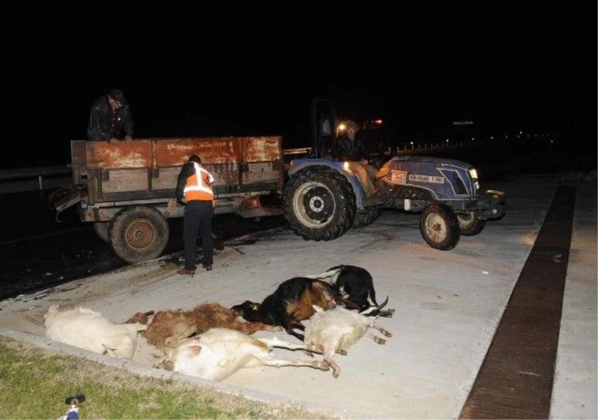 Çanakkale\'de Otomobil Keçi Sürüsüne Daldı: 13 Hayvan Telef