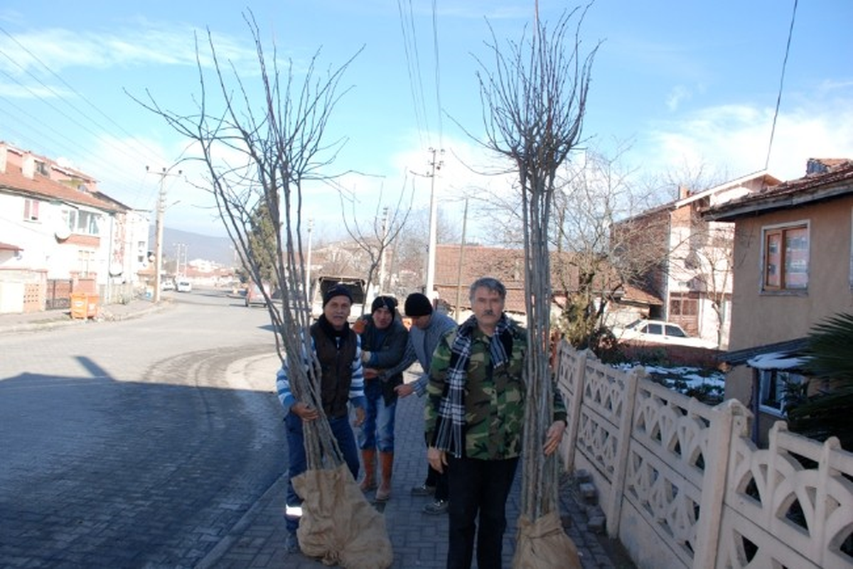 Çaycuma Caddelerine 500 Adet Ihlamur Fidanı Dikildi