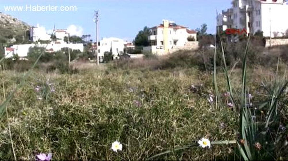 Datça\'da \'Anemonlarla Papatyaların Dansı\'