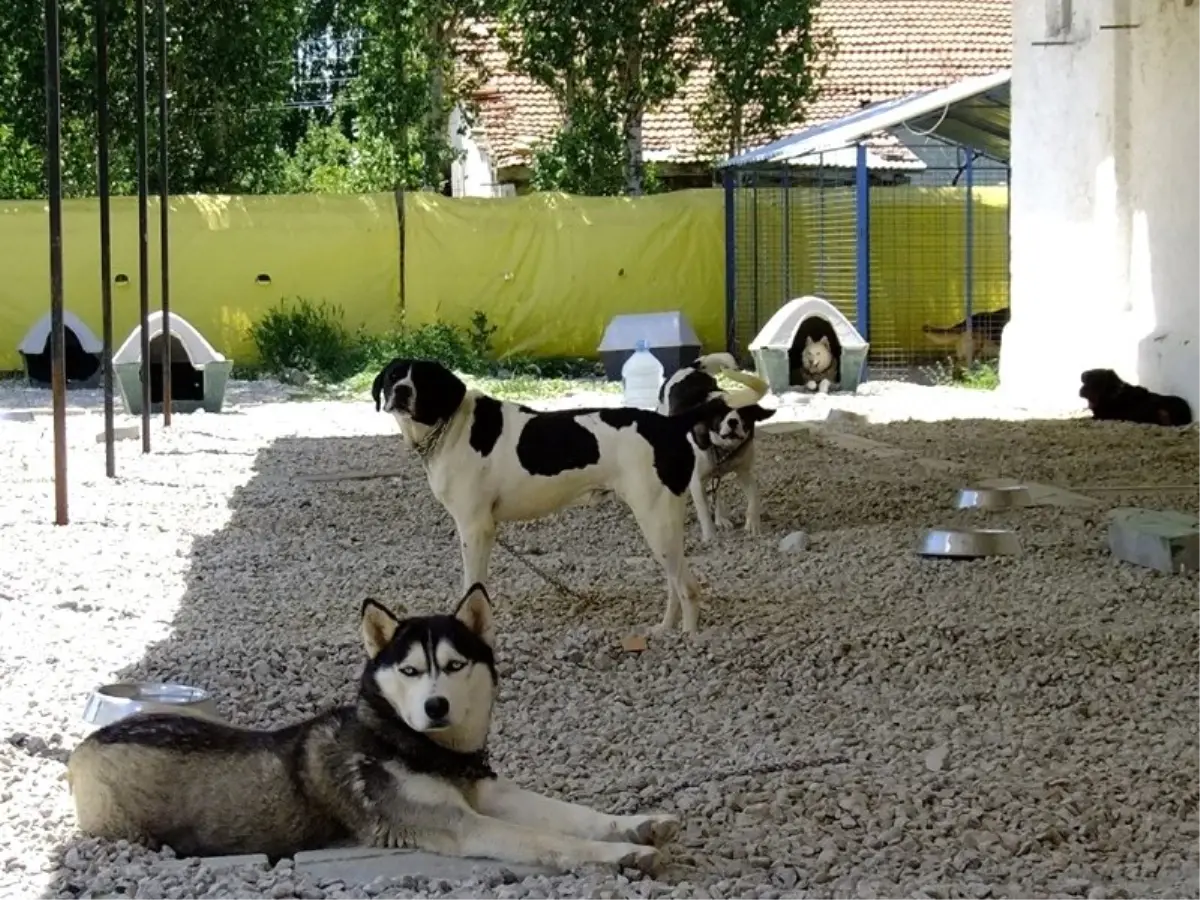 Eğitim Köpekleri Yyü\'de Tedavi Edilecek