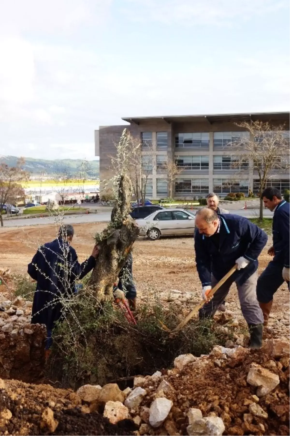 Kampüs İçine Anıt Zeytin Ağacı Dikildi