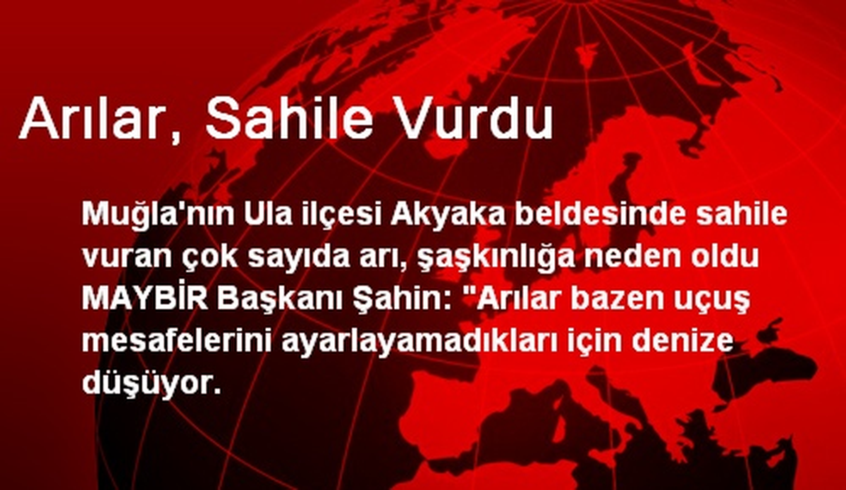 Arılar, Sahile Vurdu