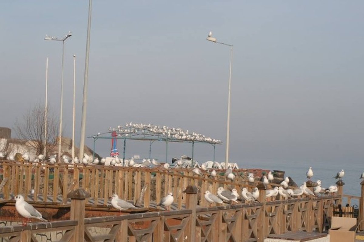 Akçakoca\'da Martıların Farklı Dansı
