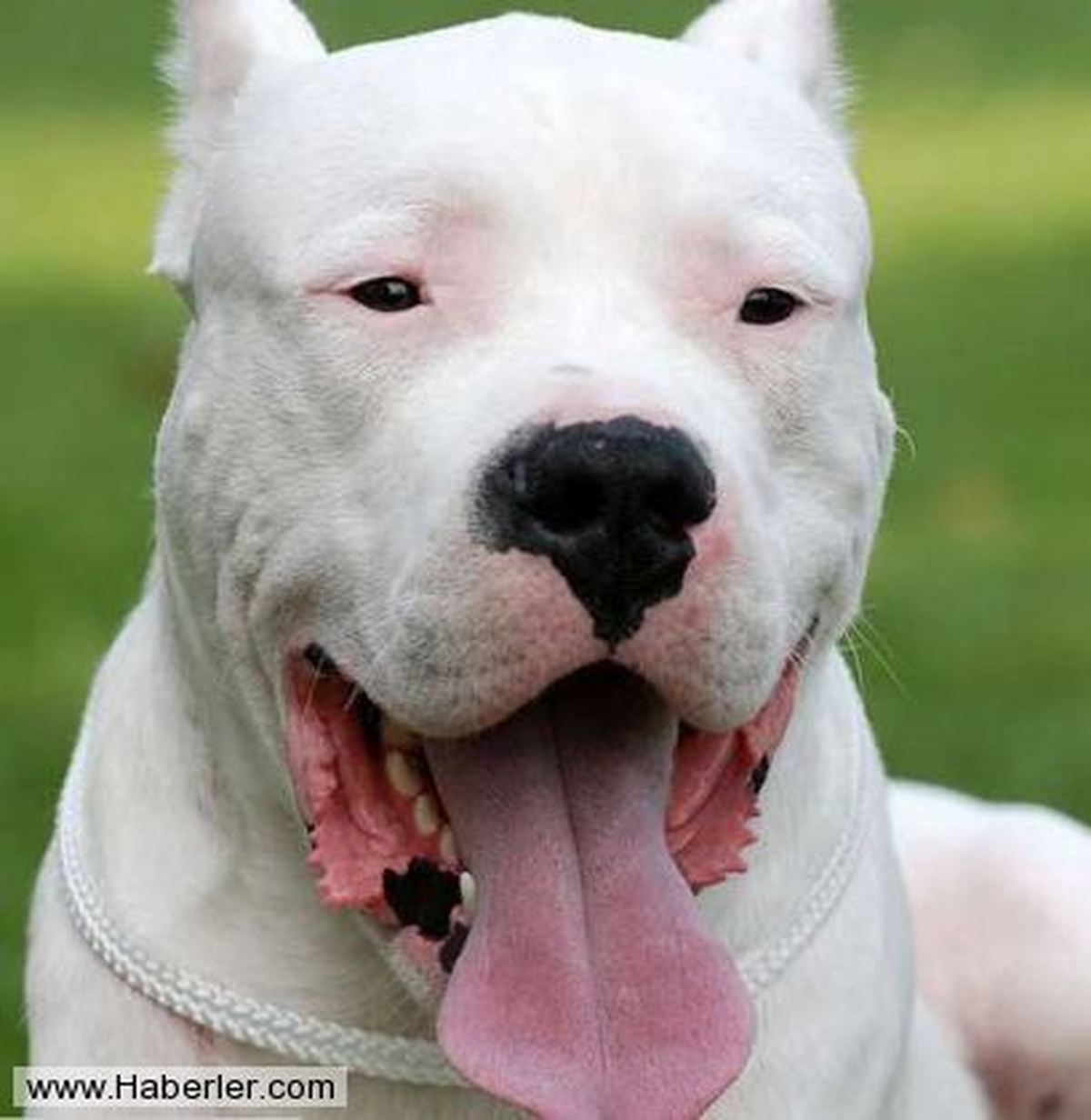 Amasra\'da Tehlikeli Köpeğe El Konuldu