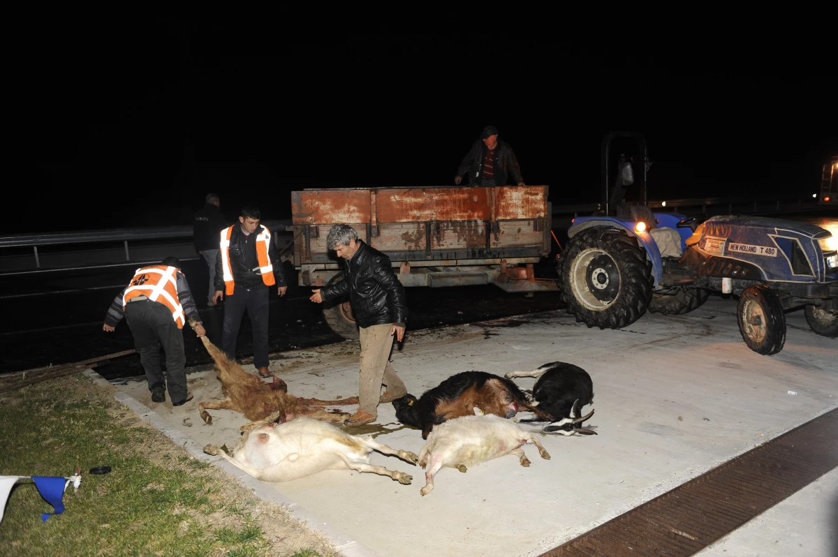 Çanakkale\'de Otomobil Keçi Sürüsüne Daldı: 13 Hayvan Telef