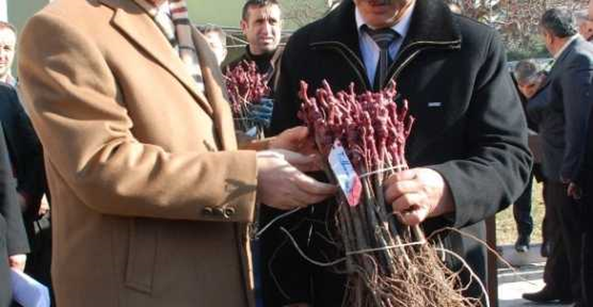 Tokat\'ta Çiftçilere Asma Fidanı Dağıtıldı