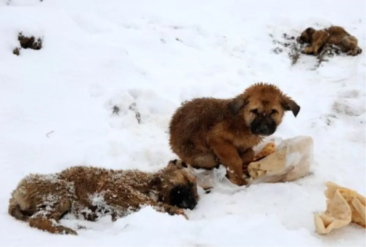 Anne ve İki Yavru Köpek Donmak Üzereyken Bulundu