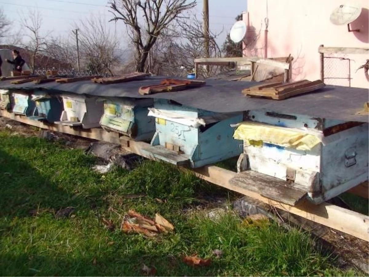 Sakarya\'da Hırsız Mağduru Arı Üreticileri Önlem İstiyor