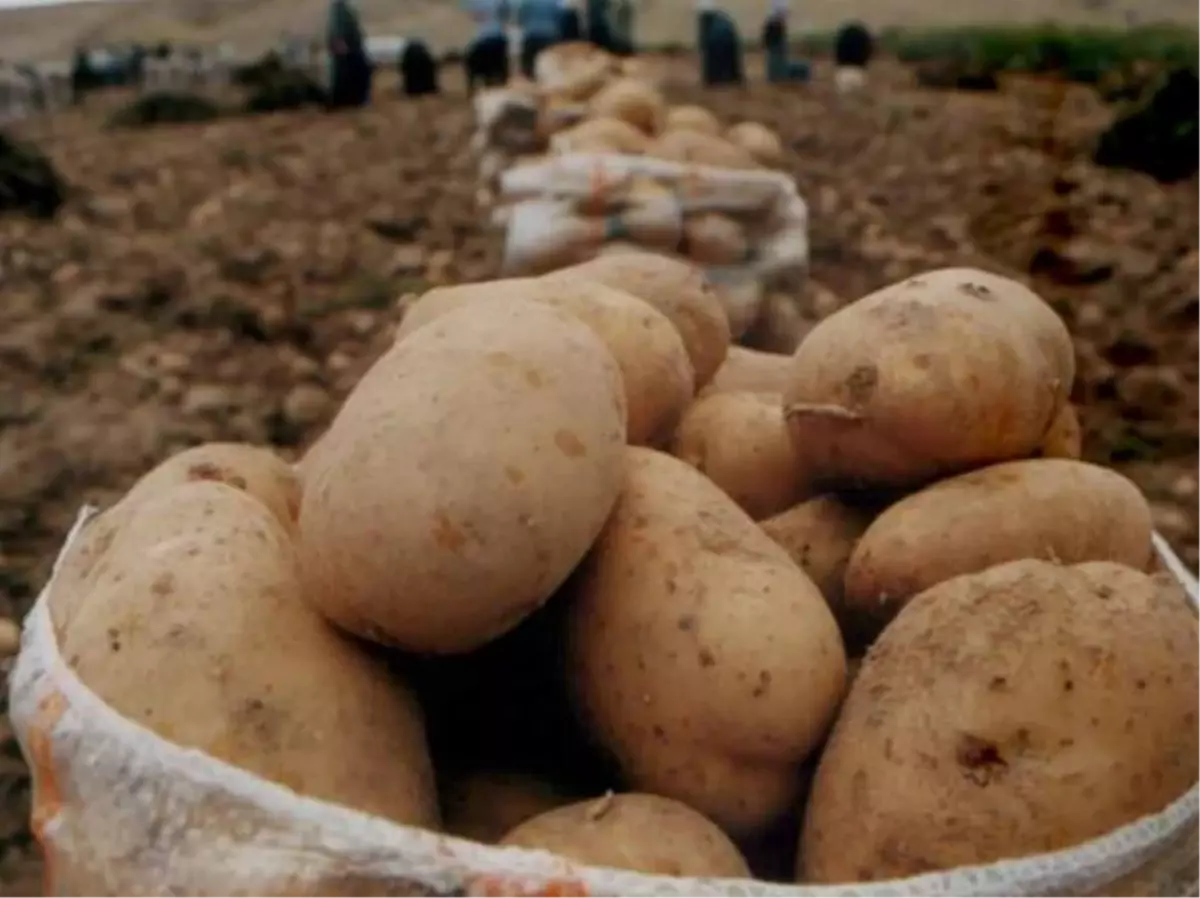 İsviçre\'deki Patates Üretimi Yüzde 25 Azaldı