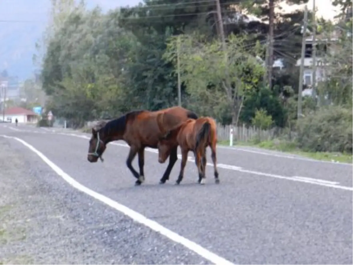 Yılkı Atları Trafiği Tehlikeye Sokuyor