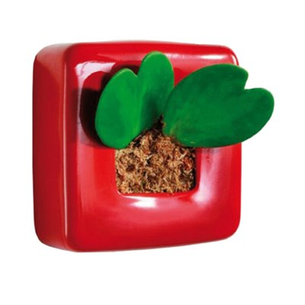 Aşkınızı Duvarlara Yazmak Flowerbox\'la Mümkün