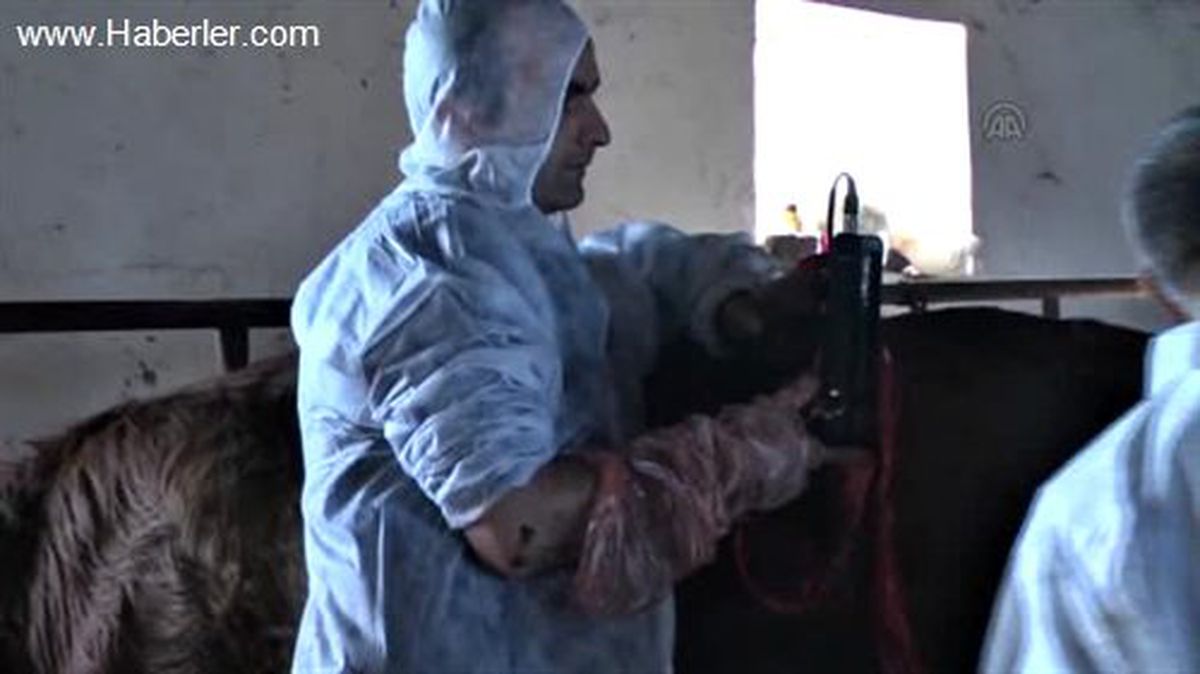 Hayvan bakıcılarına ultrasonografi eğitimi -