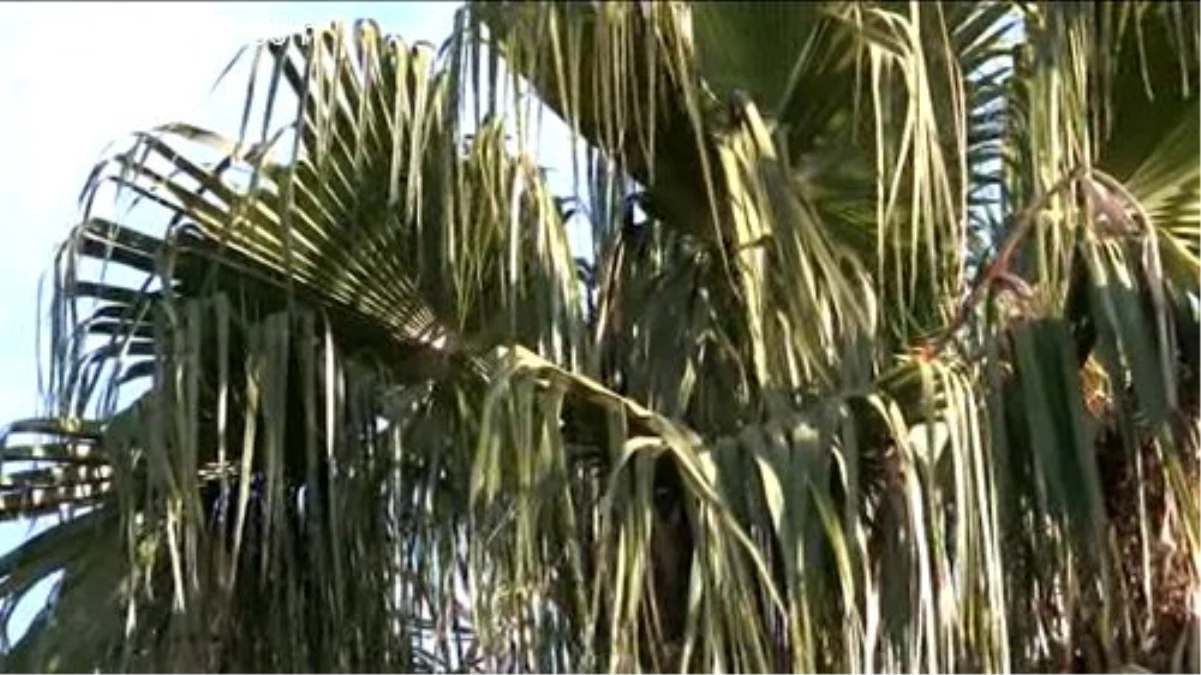 Kızgınlıkla fırlattığı cep telefonu palmiye ağacının dalına takıldı -