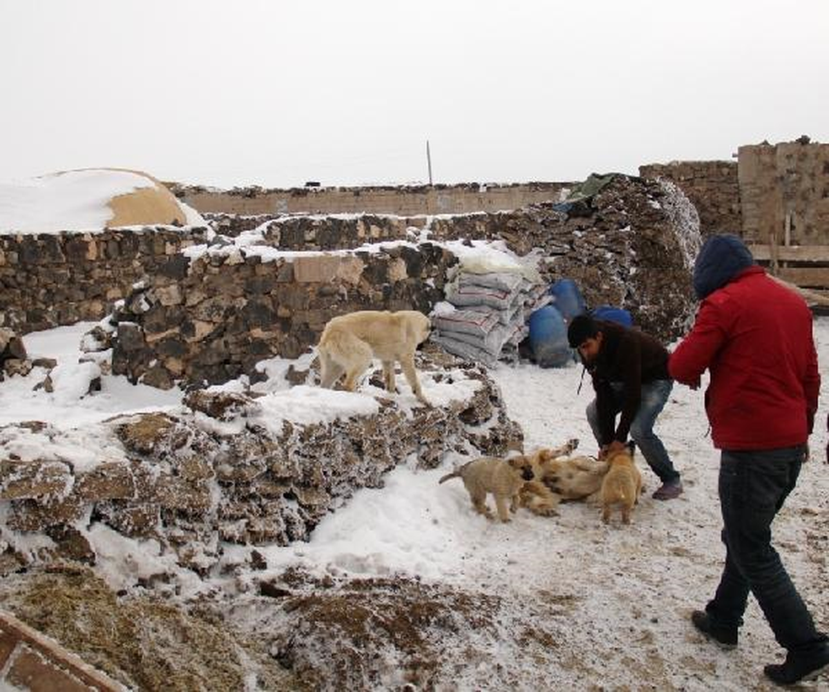 Kuduz Köpeğin Isırdığı Berat Toprağa Verildi