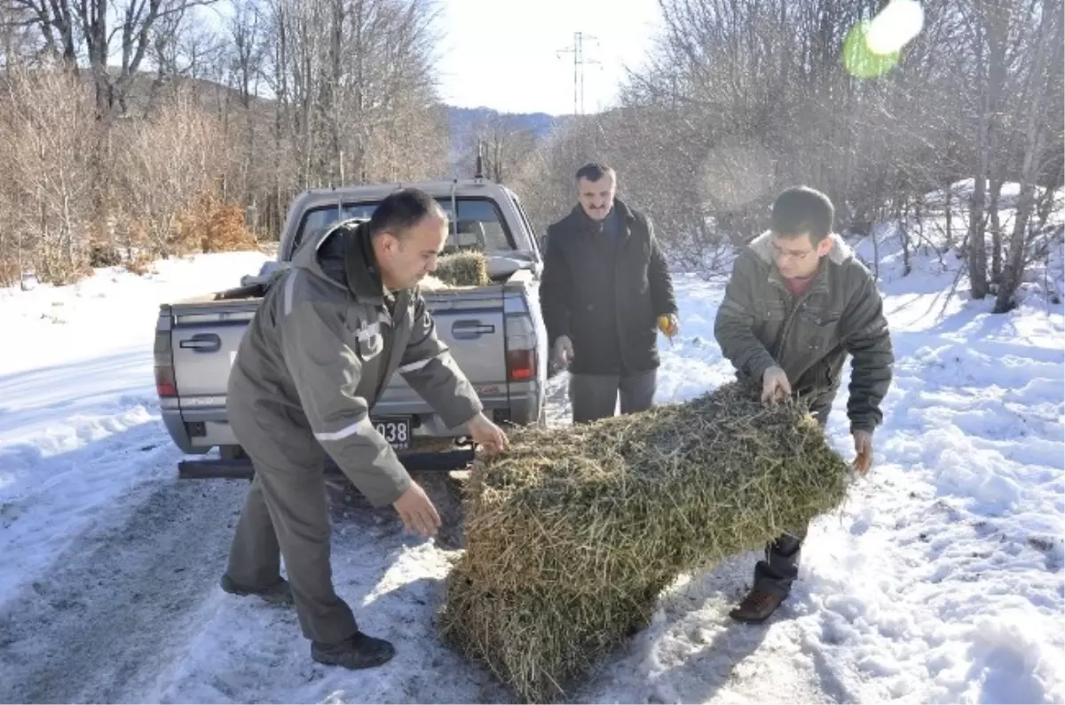 Orman İşletmesi Yaban Hayvanlarını Unutmadı