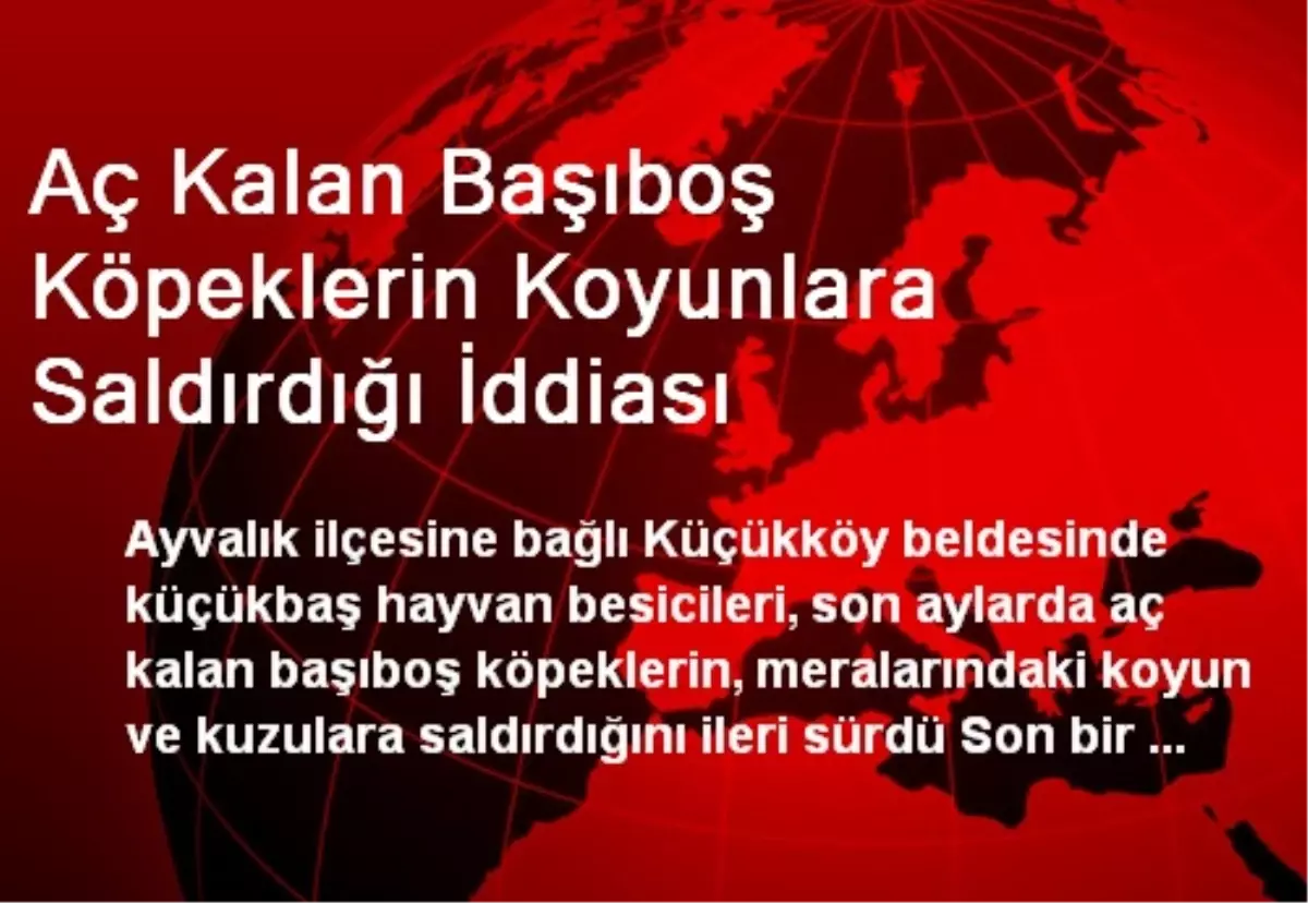 Aç Kalan Başıboş Köpeklerin Koyunlara Saldırdığı İddiası