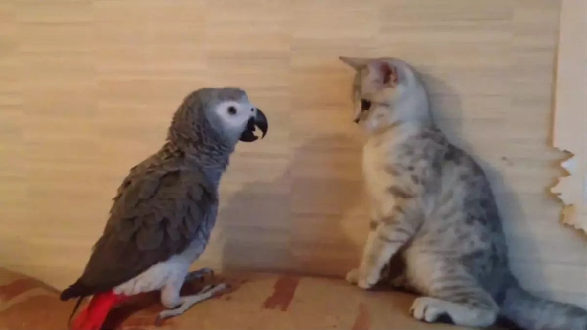 Papağan Kediyi Madara Etti