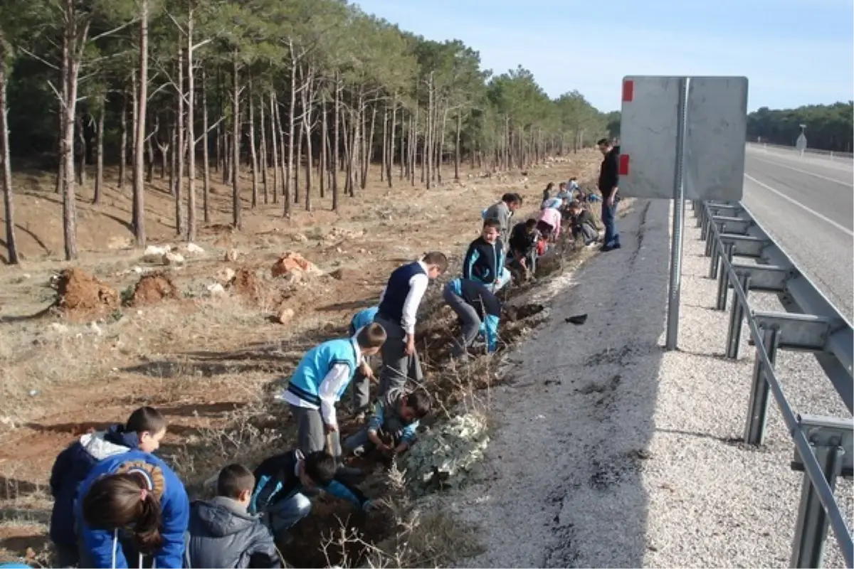 Yol Kenarları Ağaçlandırılıyor