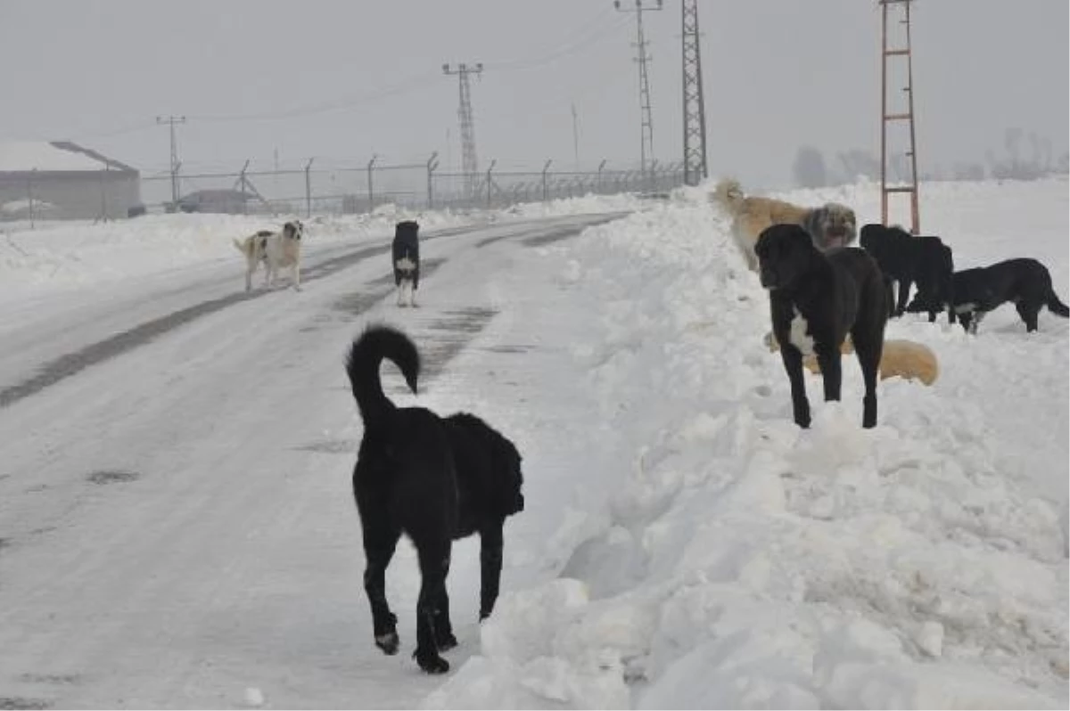 Hakkari Büyükçiftlik, "Kuduz At" Karantinasında