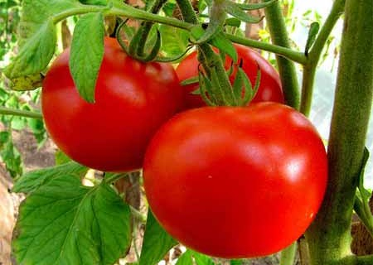 Arjantin\'de İthal Domates Tartışması