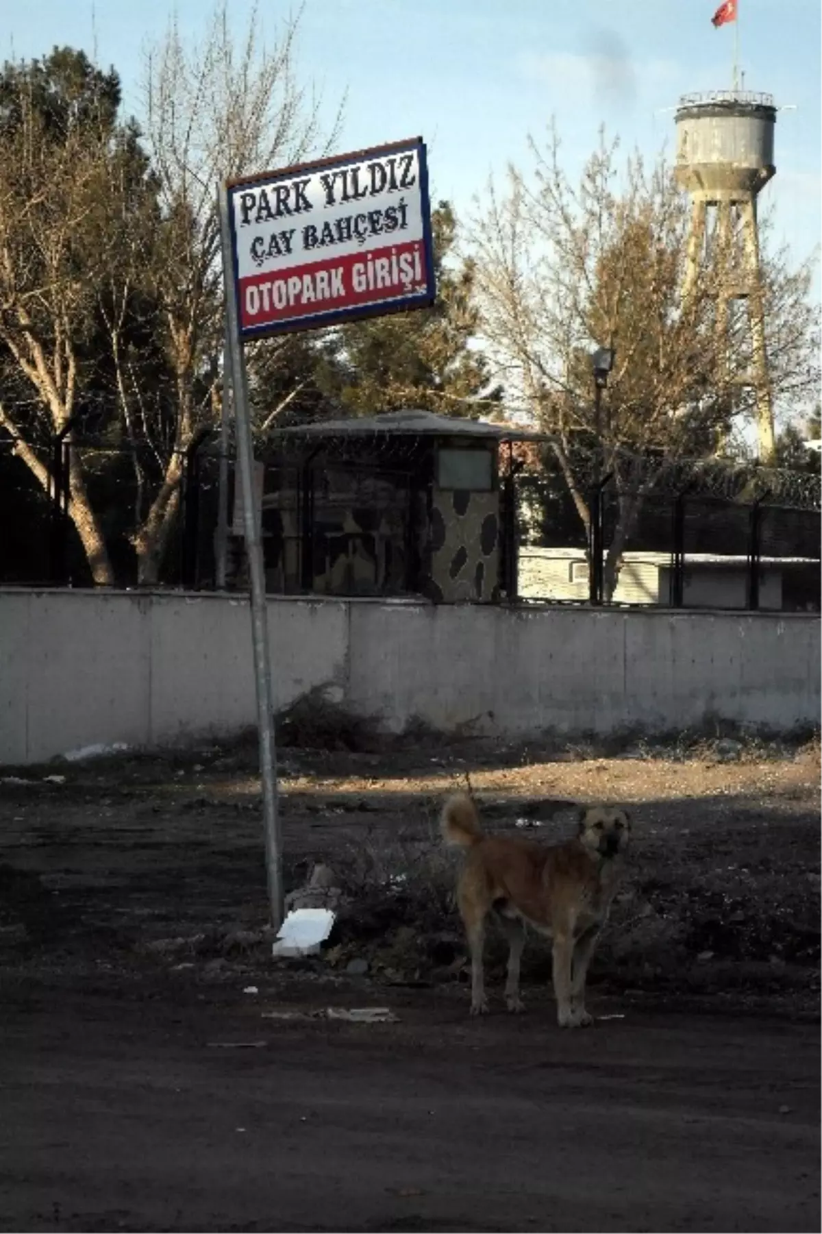 Başıboş Köpekler Tehlike Saçıyor