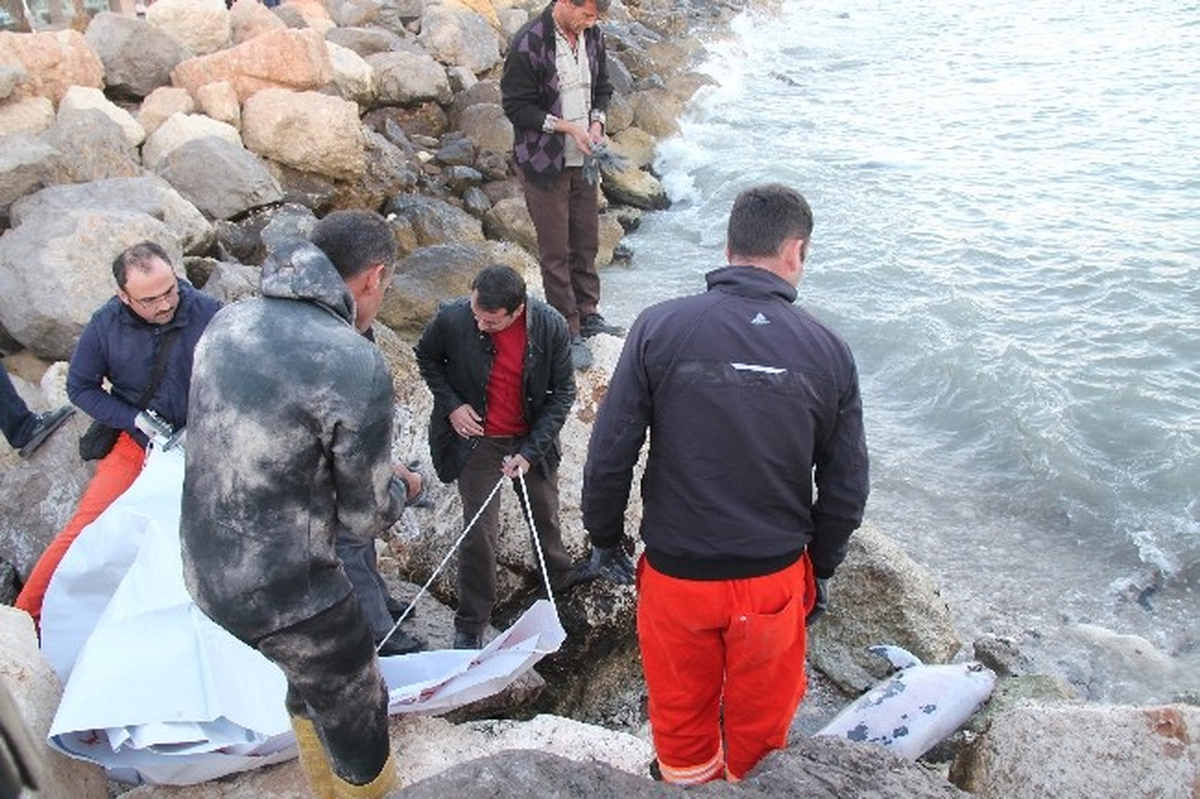 Mersin Sahilinde Ölü Yunus Balığı Bulundu
