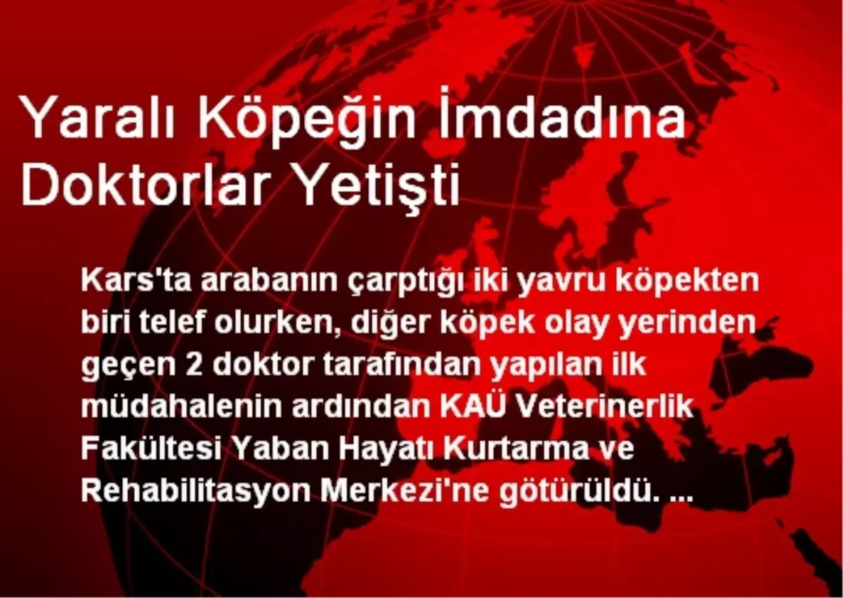 Yaralı Köpeğin İmdadına Doktorlar Yetişti