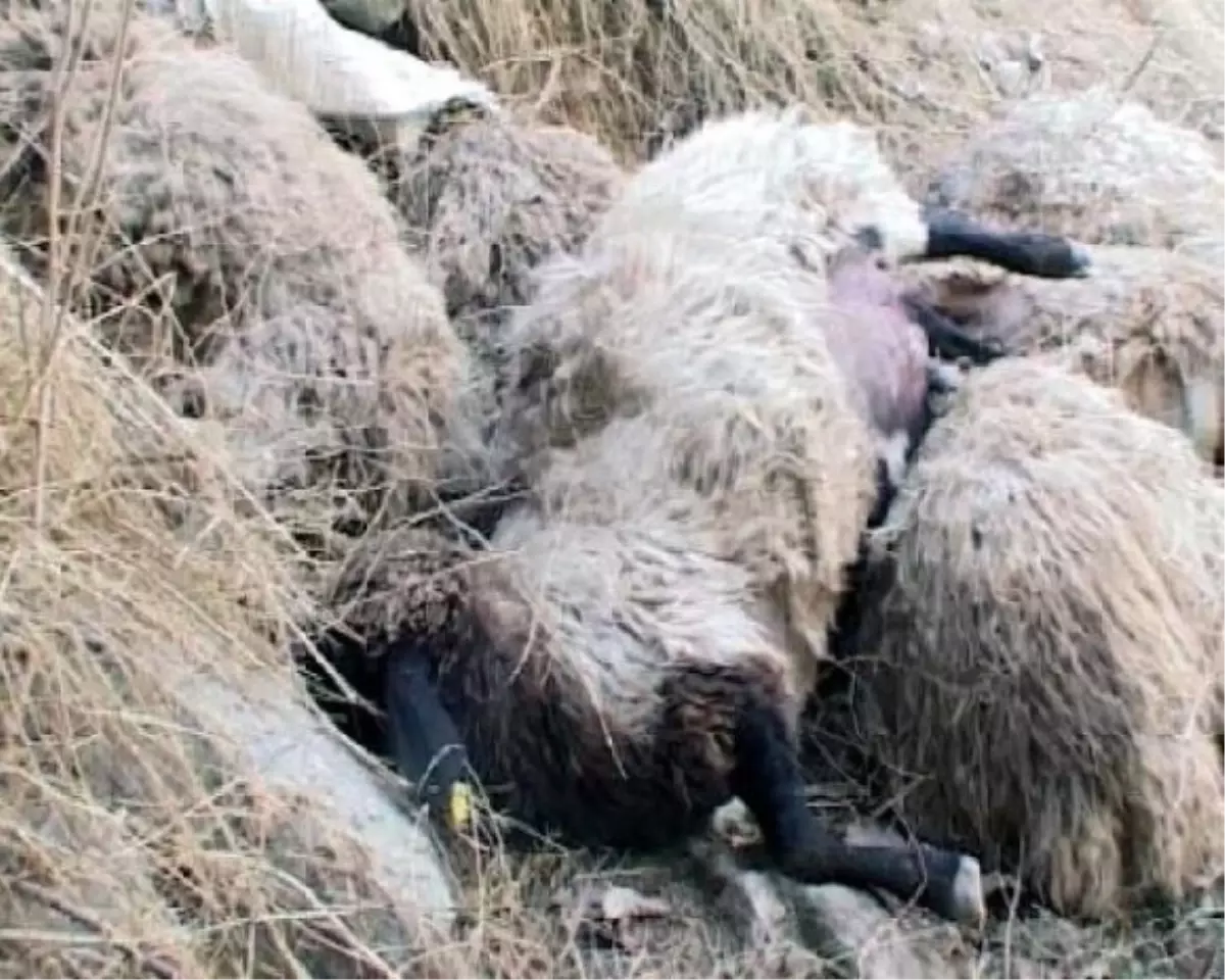 Batman'da Elektrik Akıma Kapılan 2 Koyun Telef Oldu