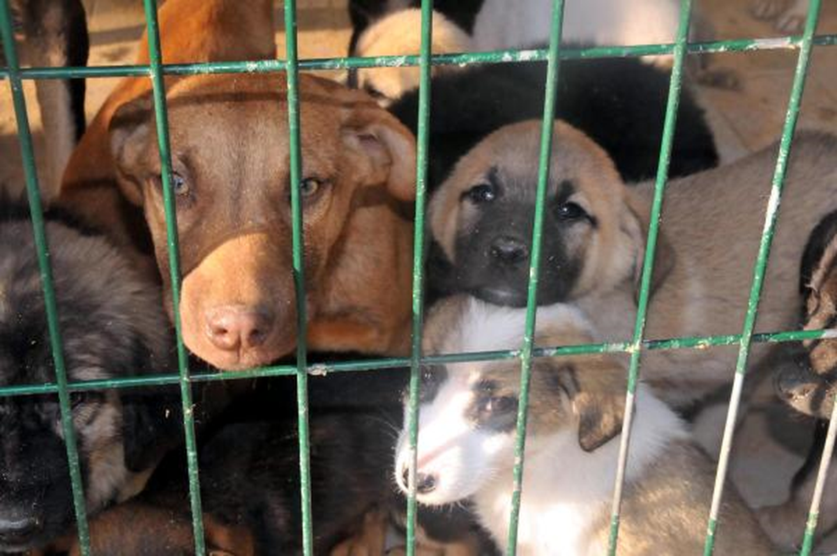 Belediye Barınaktaki Sokak Köpekleri İçin Sahip Arıyor