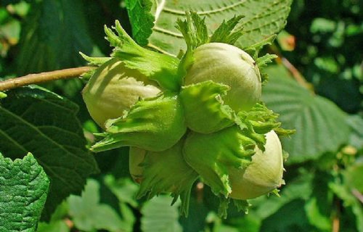 Fındık Üreticilerine \'Gübre\' Uyarısı