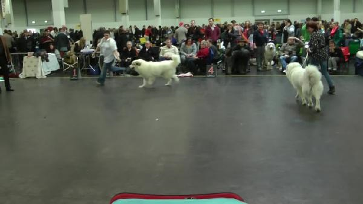 Nürnberg Köpek Fuarında Kangallara Büyük İlgi