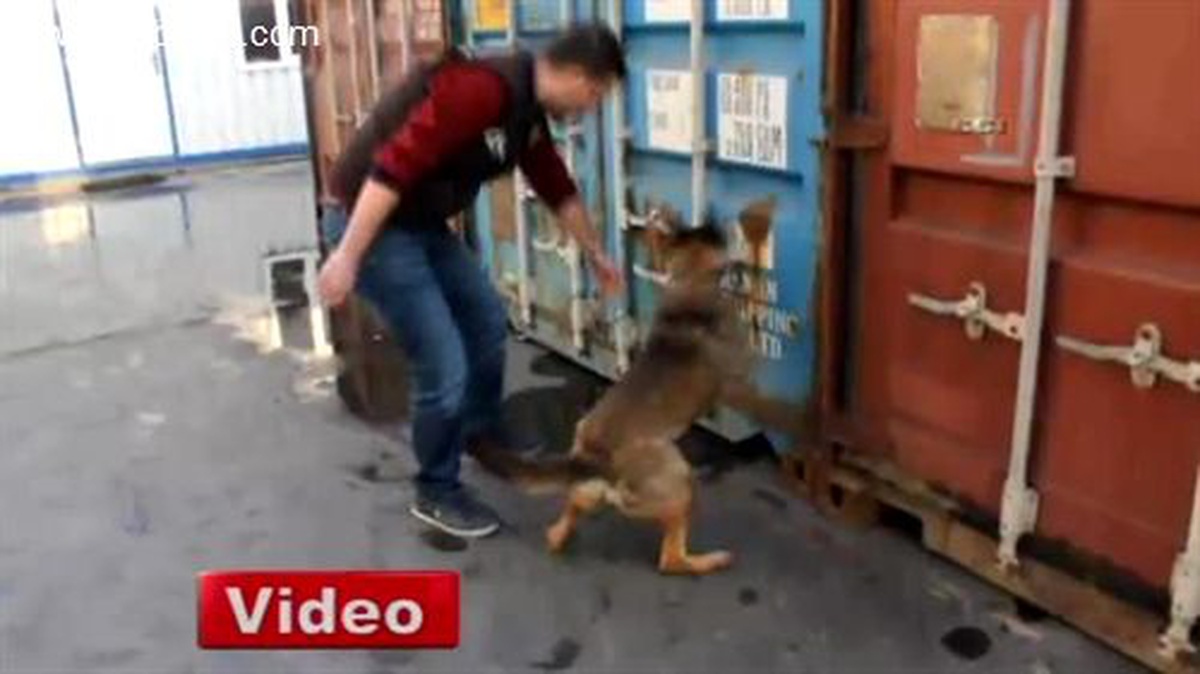 Köpek Lilly Kaçak Sigaralara İzin Vermedi